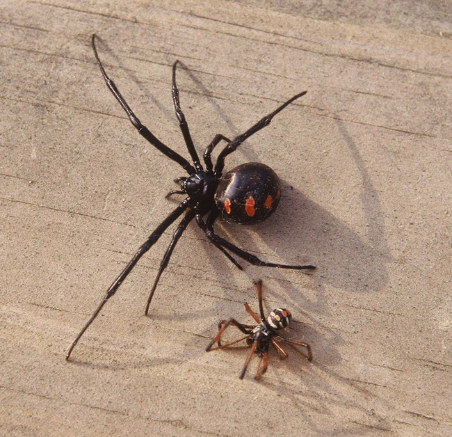 how many black widows are there in the us